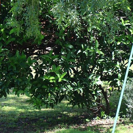 Olive Tree Farm Bed and Breakfast Magaliesburg Buitenkant foto