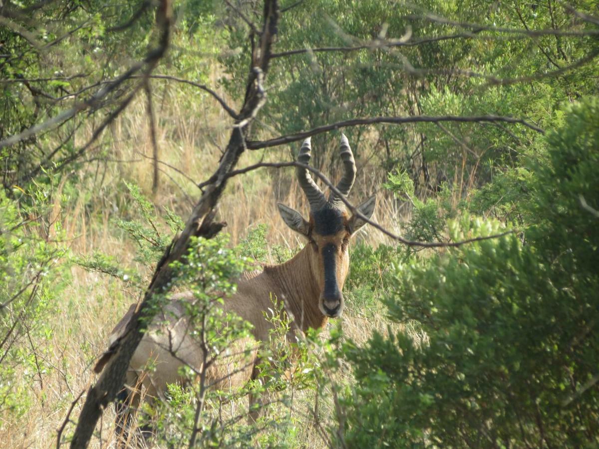 Olive Tree Farm Bed and Breakfast Magaliesburg Buitenkant foto