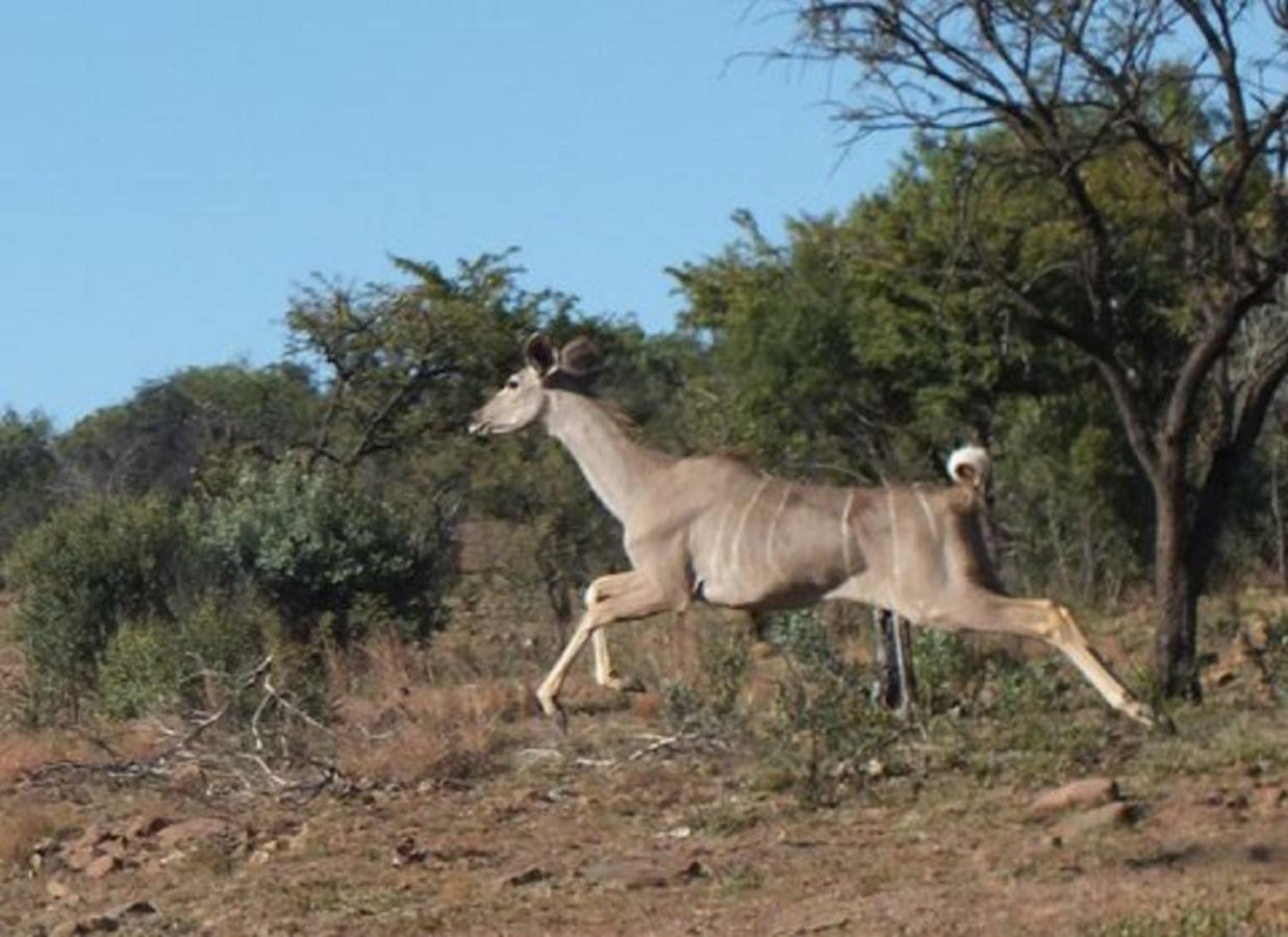 Olive Tree Farm Bed and Breakfast Magaliesburg Buitenkant foto