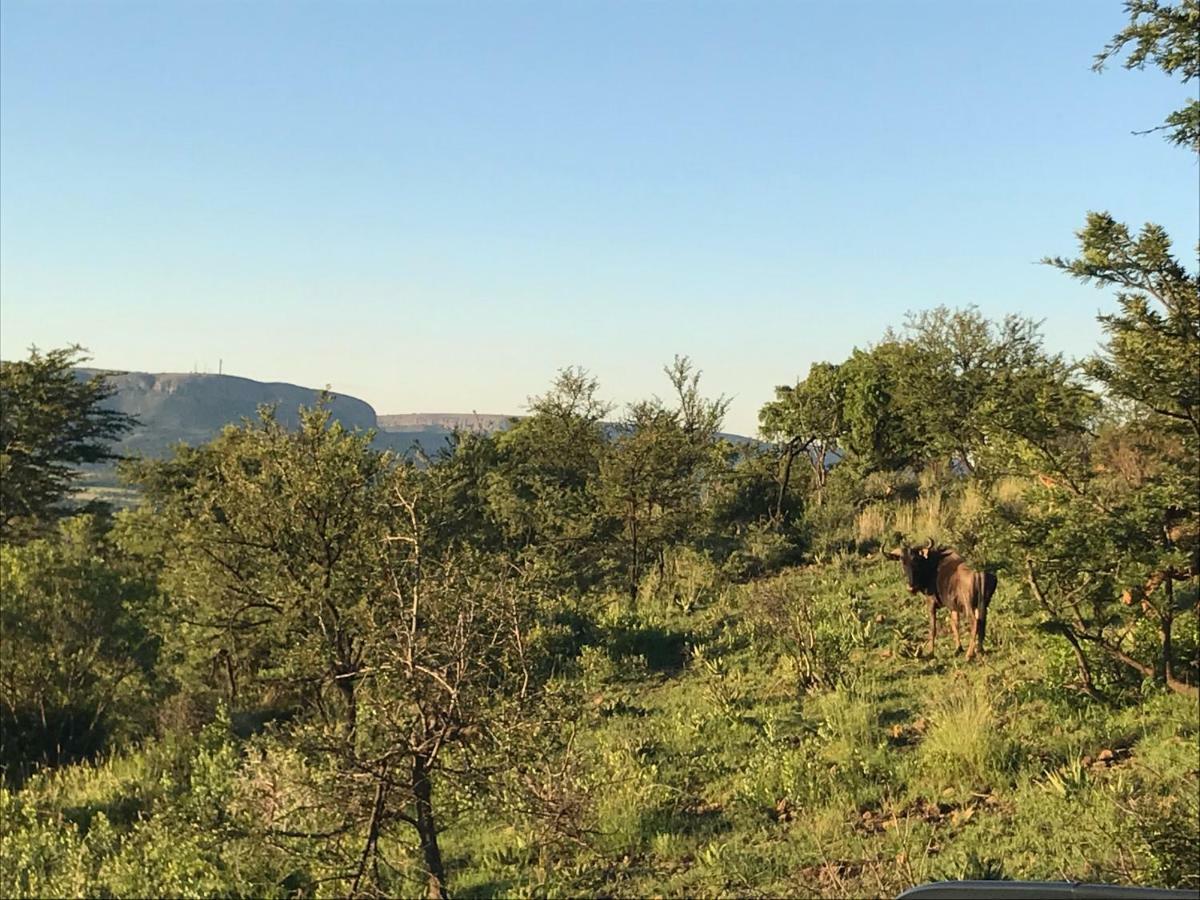 Olive Tree Farm Bed and Breakfast Magaliesburg Buitenkant foto