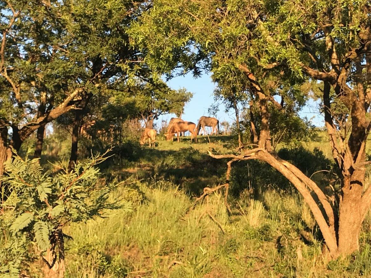 Olive Tree Farm Bed and Breakfast Magaliesburg Buitenkant foto