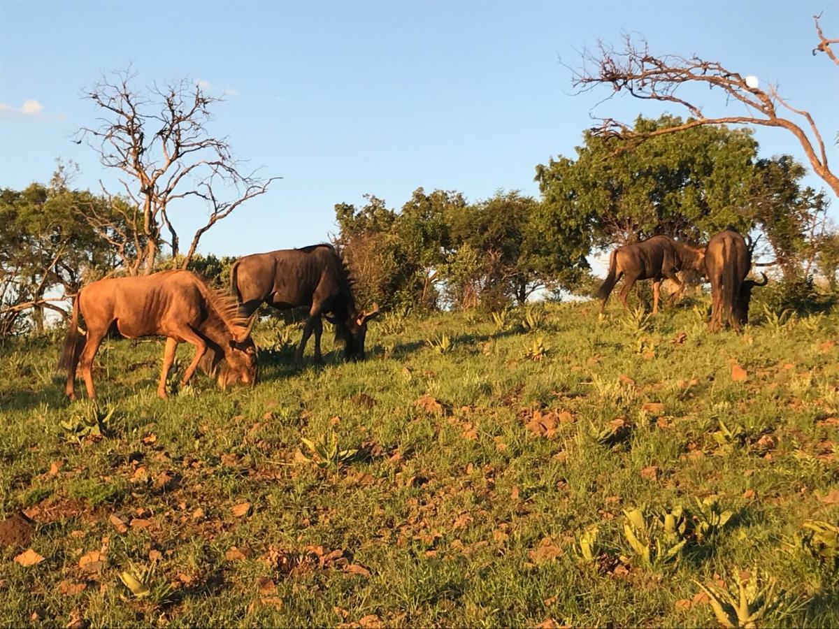 Olive Tree Farm Bed and Breakfast Magaliesburg Buitenkant foto