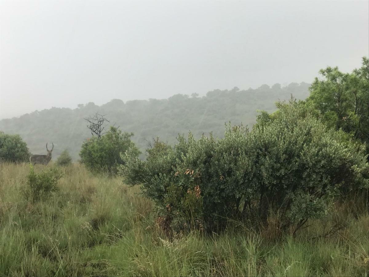 Olive Tree Farm Bed and Breakfast Magaliesburg Buitenkant foto