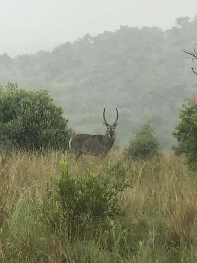 Olive Tree Farm Bed and Breakfast Magaliesburg Buitenkant foto