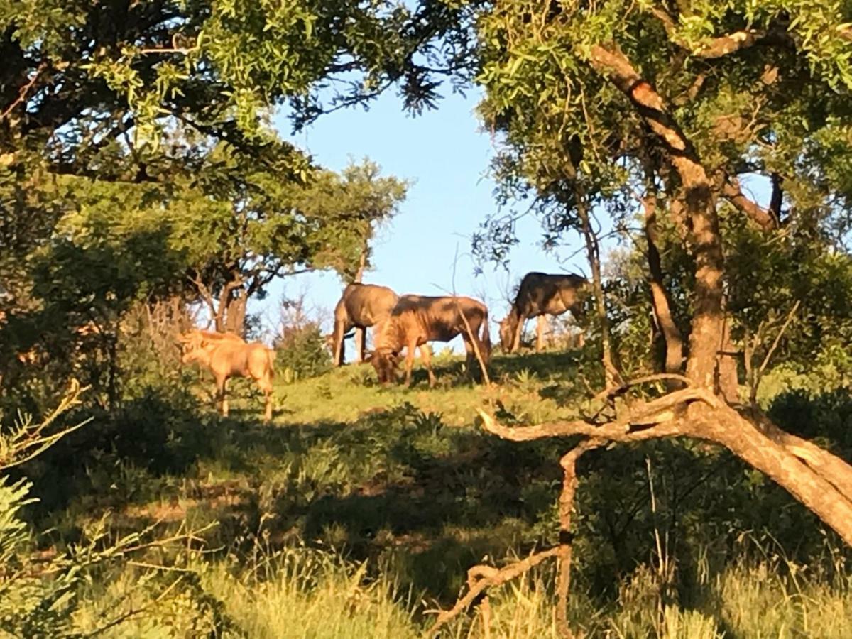 Olive Tree Farm Bed and Breakfast Magaliesburg Buitenkant foto